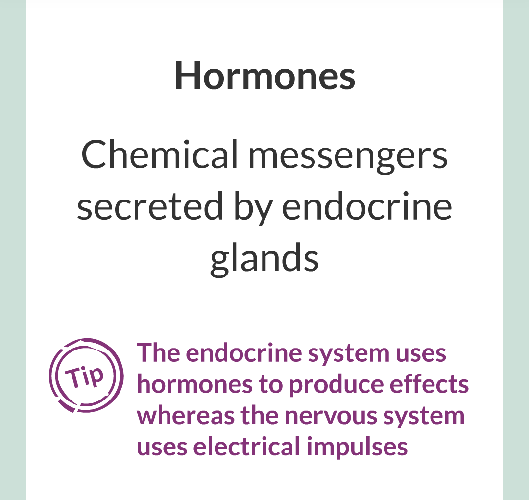 8 - The Endocrine System/004.png