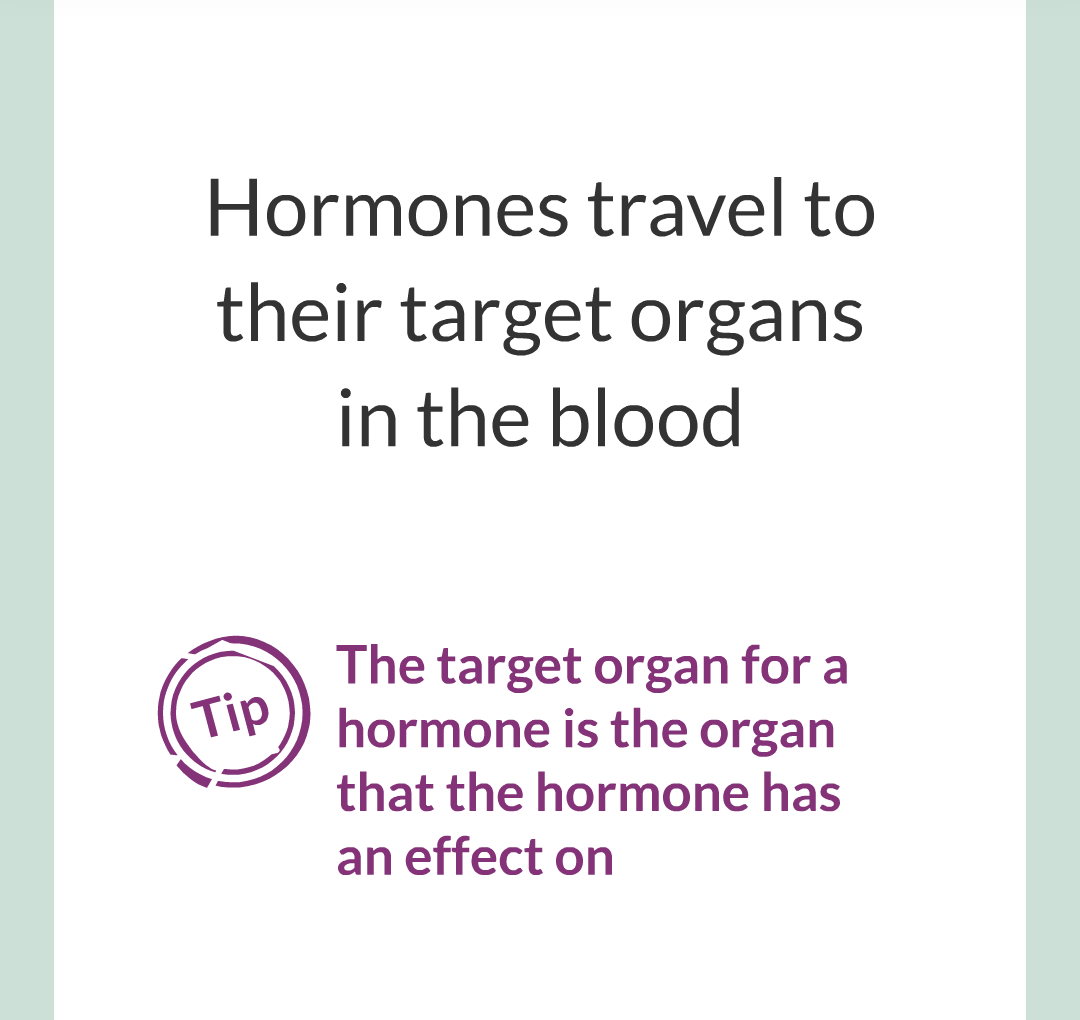 8 - The Endocrine System/006.png