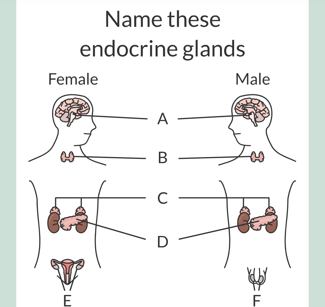 8 - The Endocrine System/009.png