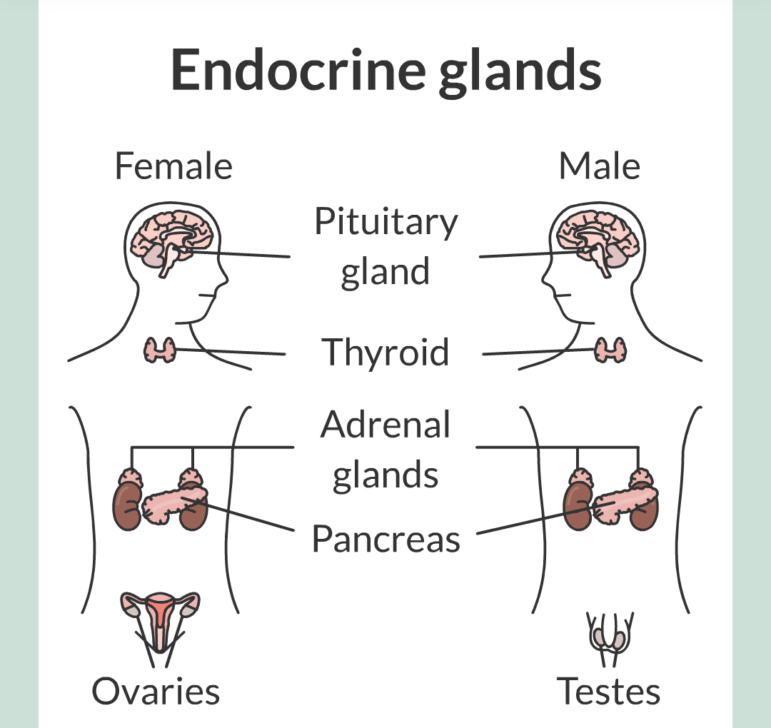 8 - The Endocrine System/010.png