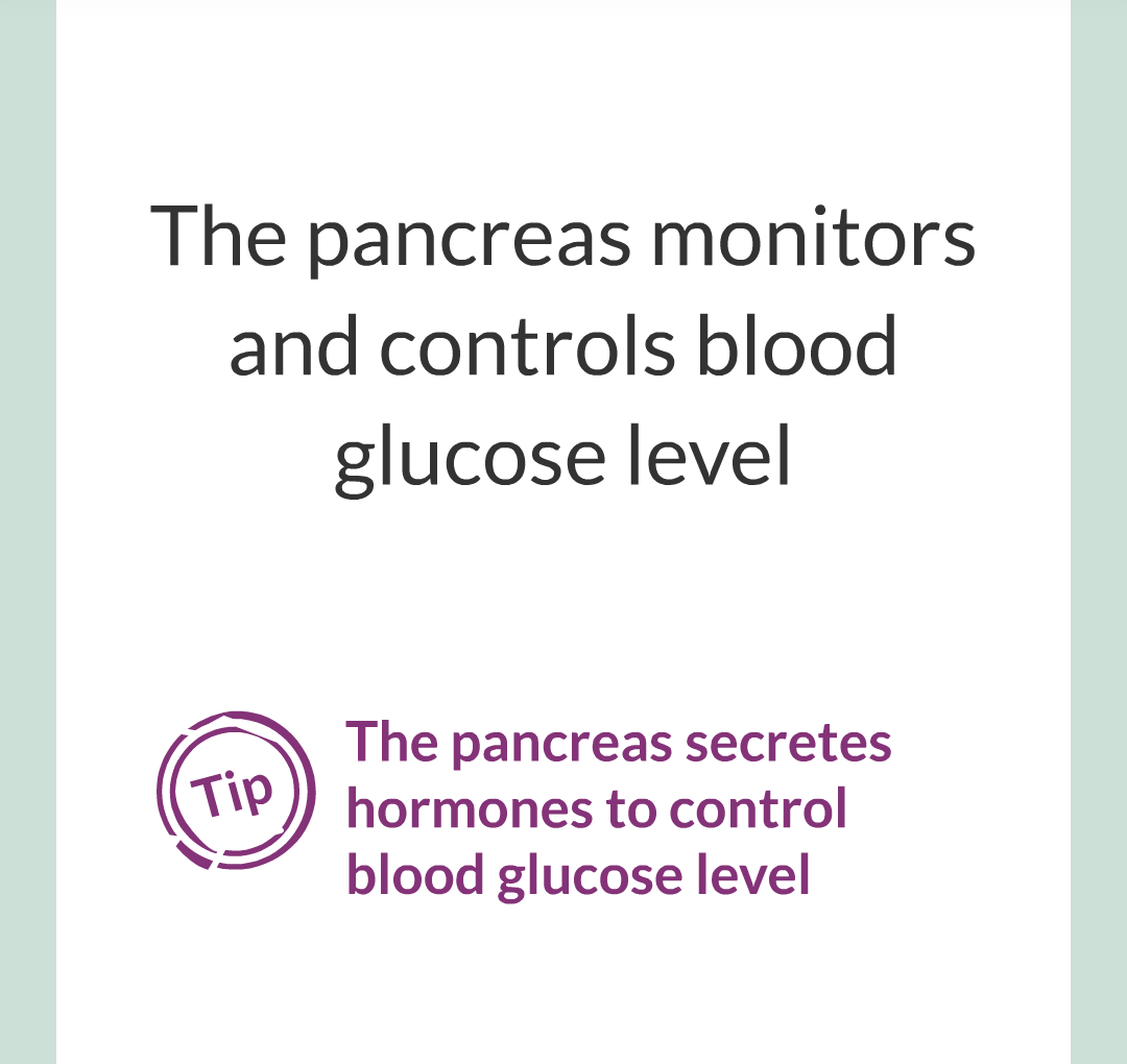 9 - Controlling Blood Glucose Level/002.png