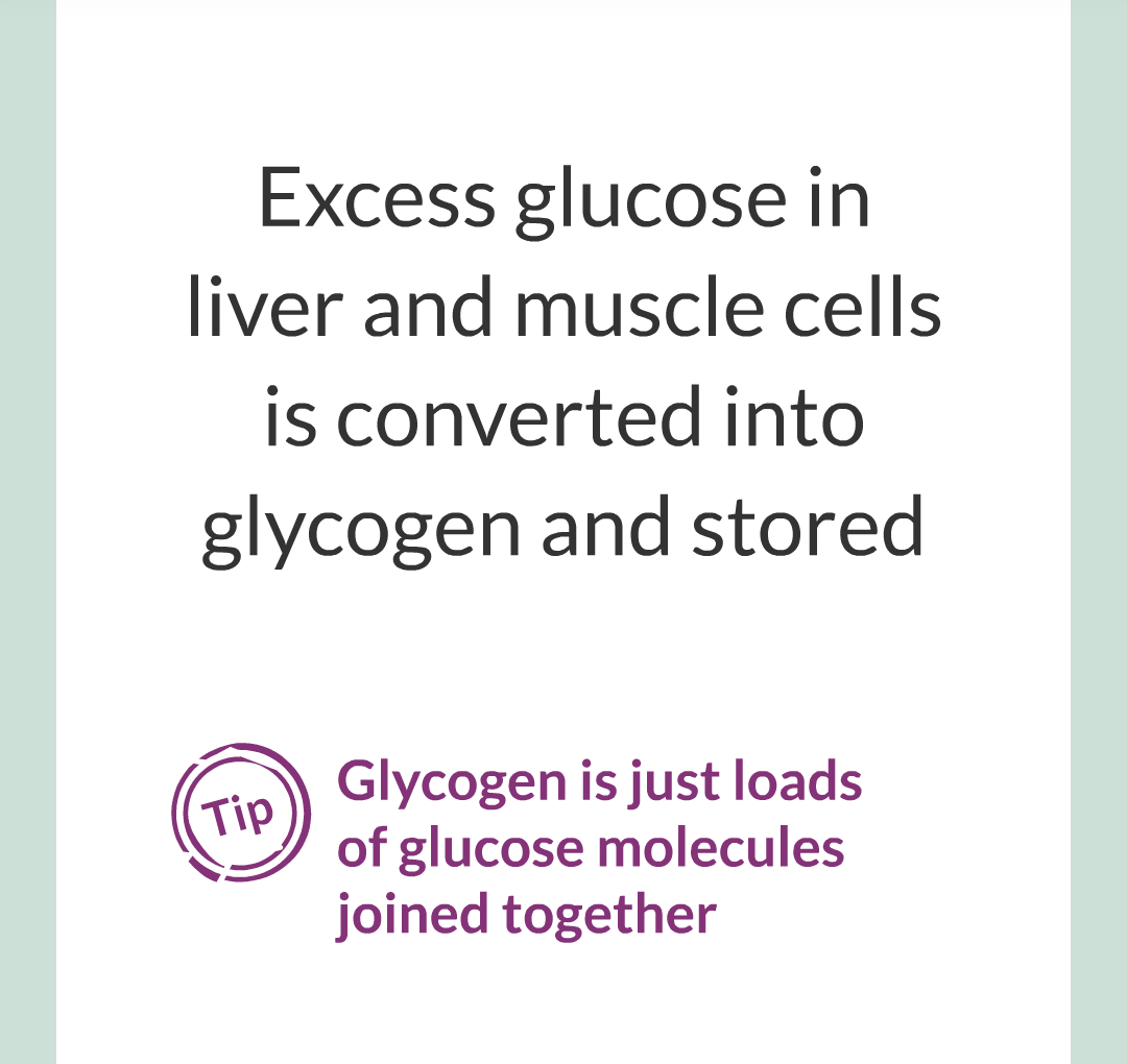 9 - Controlling Blood Glucose Level/006.png