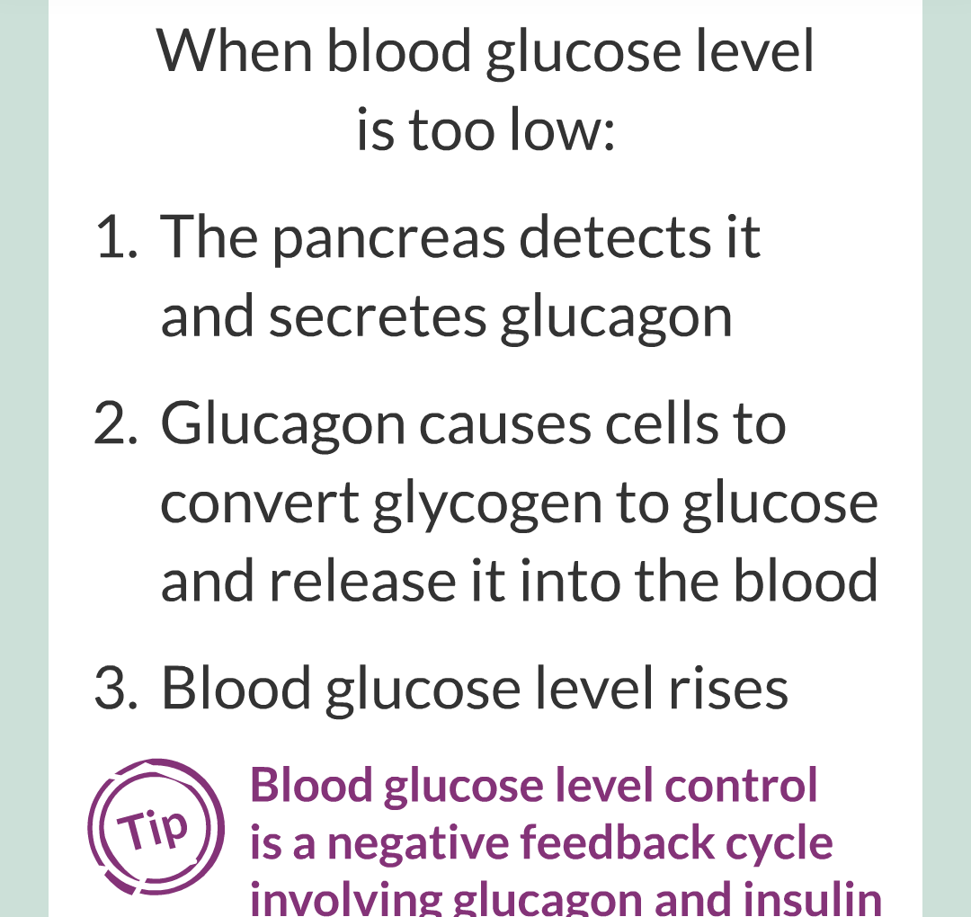 9 - Controlling Blood Glucose Level/008.png
