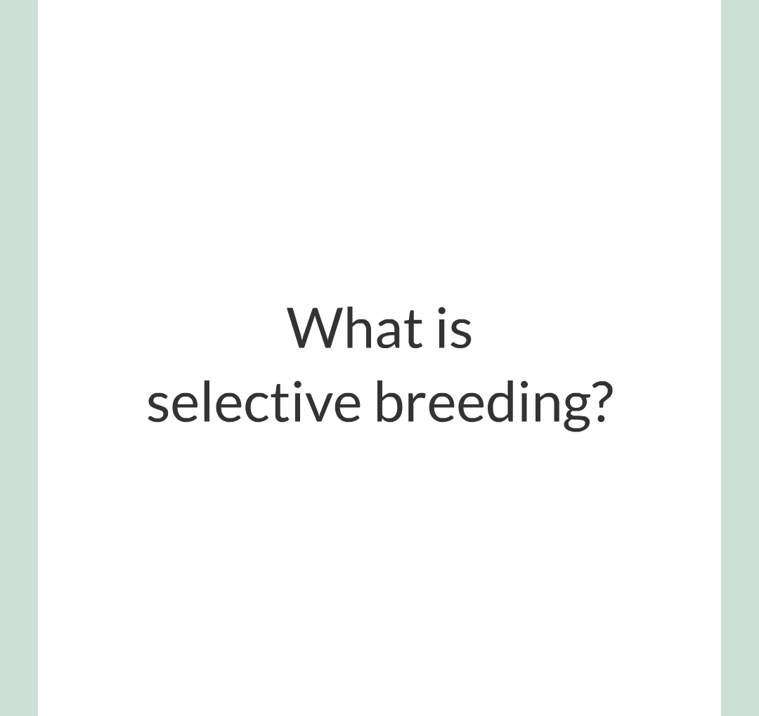 10 - Selective Breeding/001.png