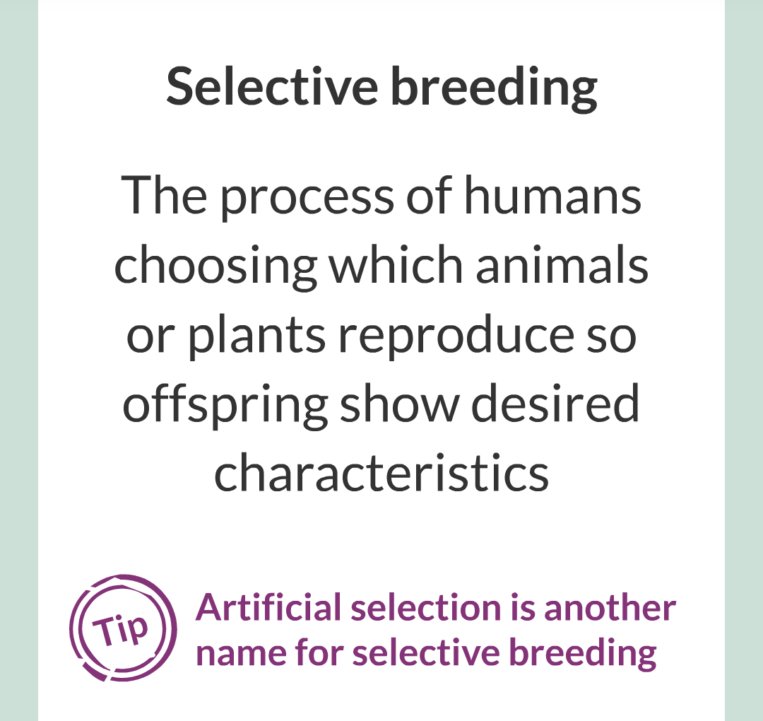 10 - Selective Breeding/002.png