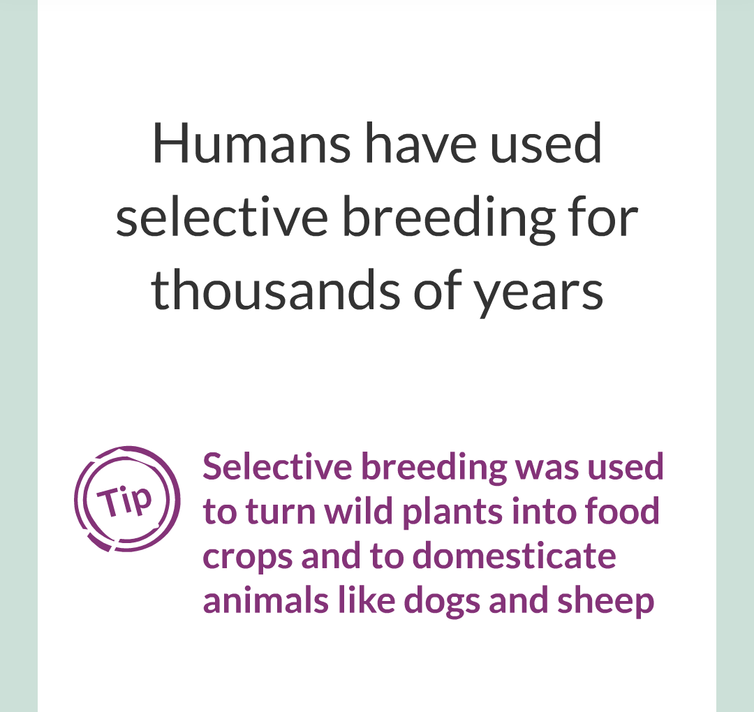 10 - Selective Breeding/006.png