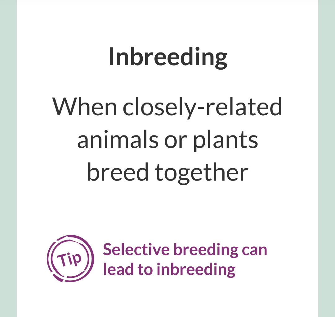 10 - Selective Breeding/010.png