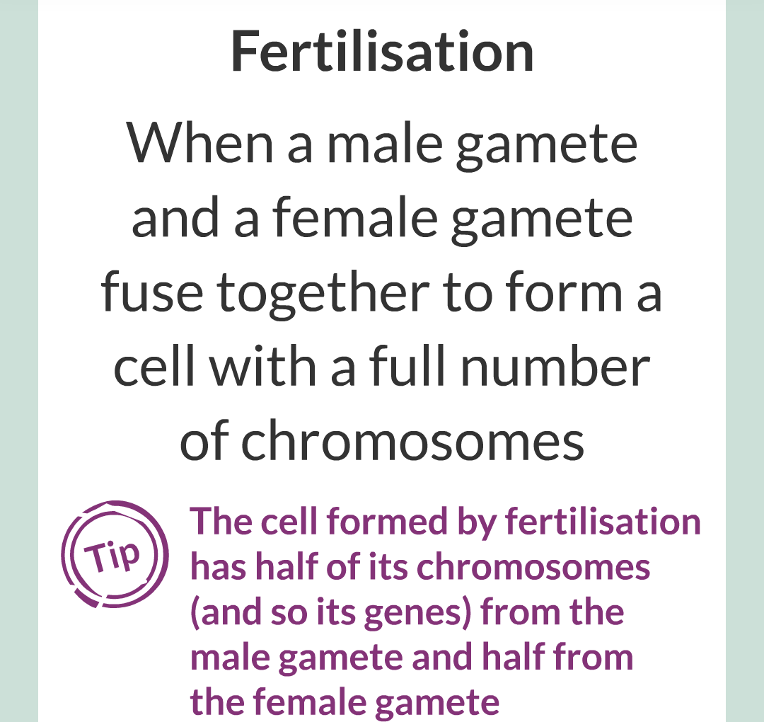 3 - Sexual and Asexual Reproduction/010.png