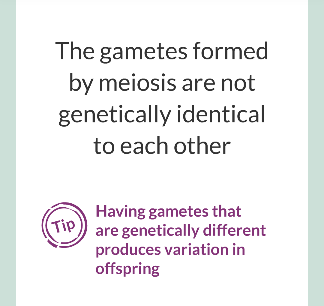 3 - Sexual and Asexual Reproduction/024.png