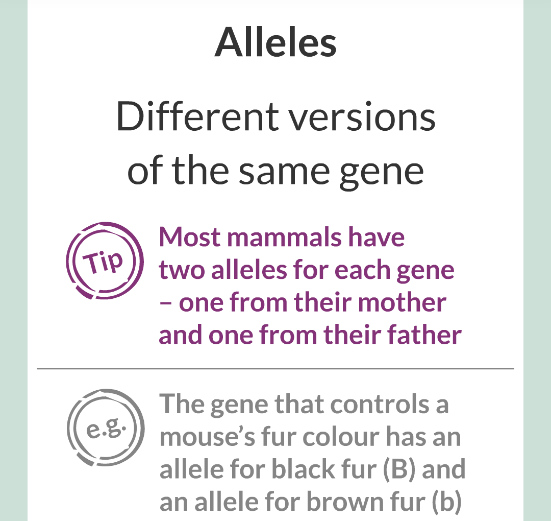 4 - Genetics/002.png