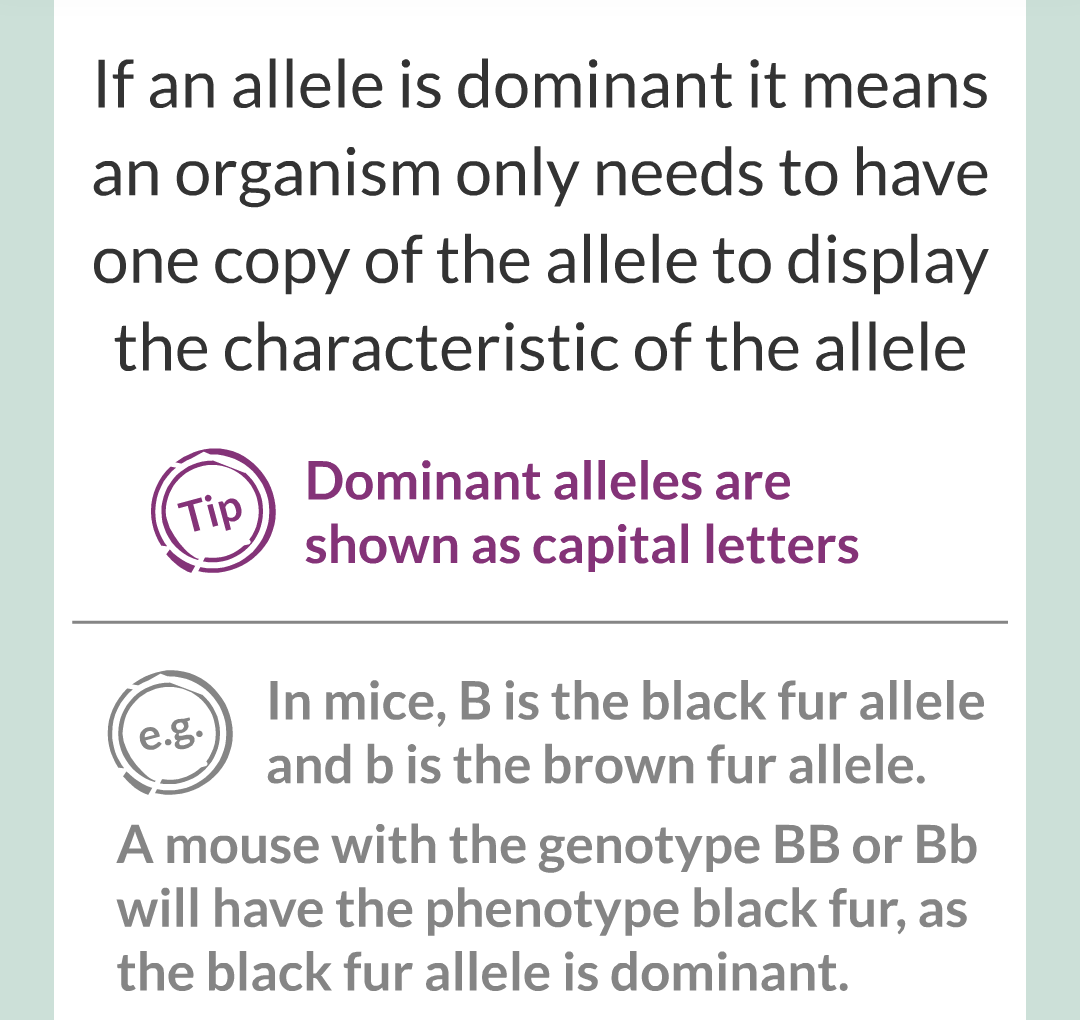 4 - Genetics/008.png