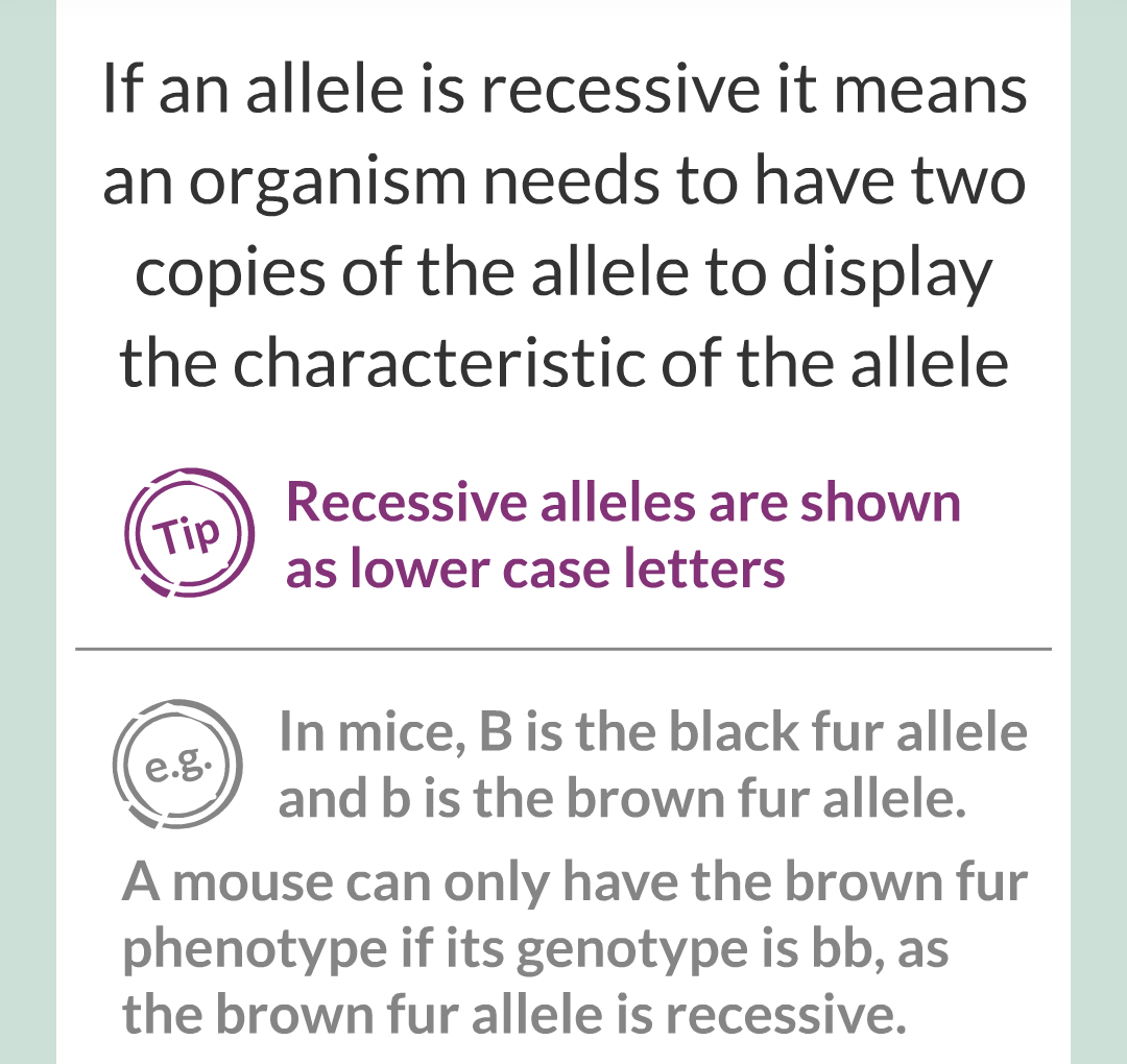 4 - Genetics/010.png