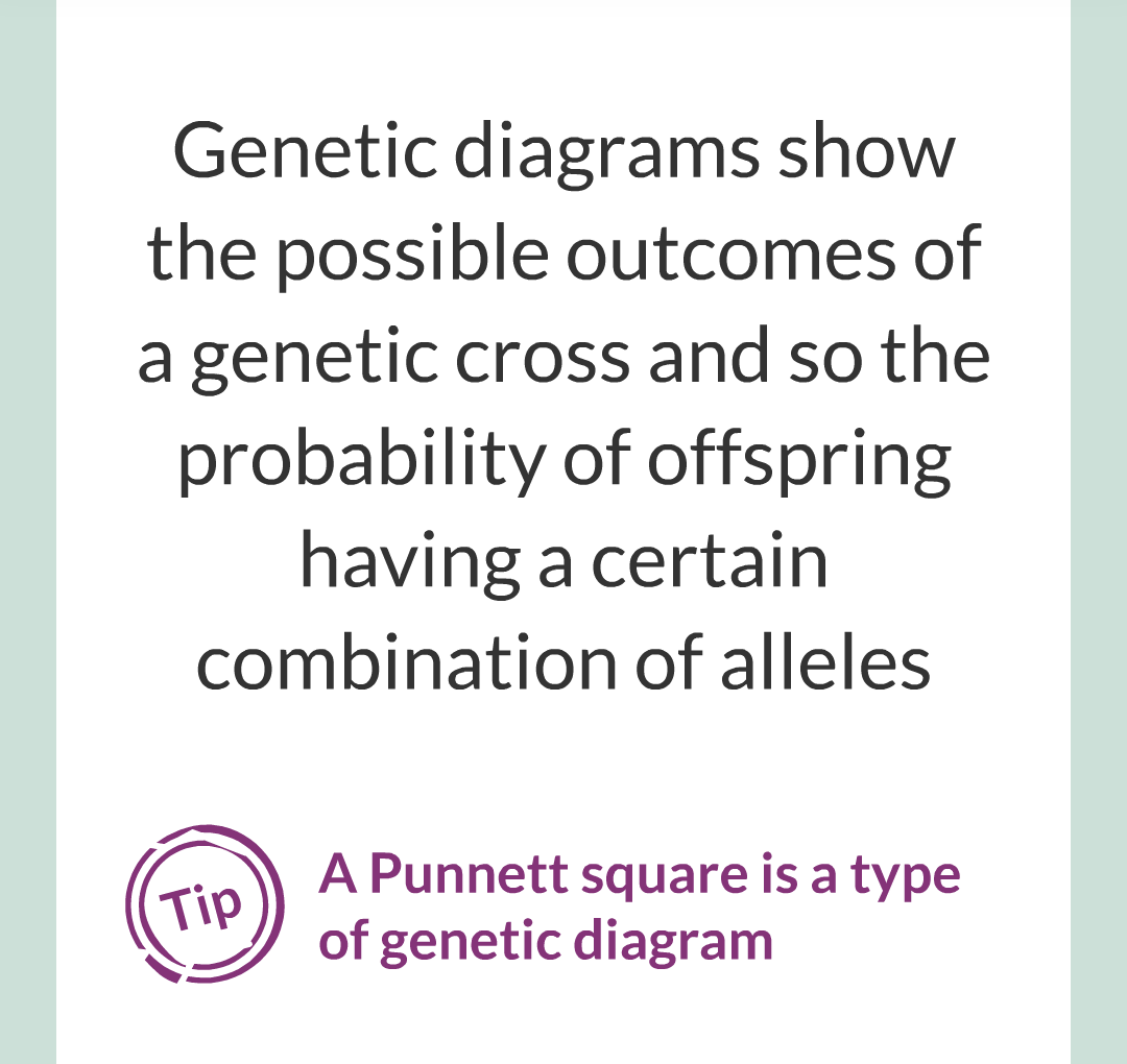 4 - Genetics/020.png