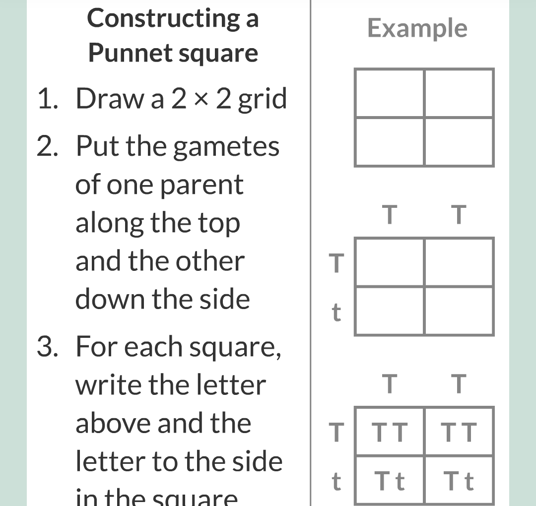 4 - Genetics/024.png