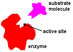 Diagram of the lock and key mechanism of enzymes