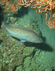 A cod