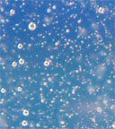 Effervescence