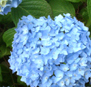 Blue hydrangea