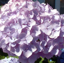 Pink hydrangea