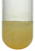 A white, rapidly darkening, precipitate