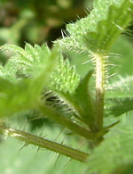 The stinging surface of a nettle