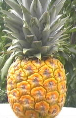 Pineapples contain a powerful protease