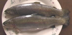 Amines smell of rotting fish